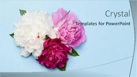  Presentation with peony - Beautiful presentation featuring colorful-pink-white-and-purple backdrop and a sky blue colored foreground