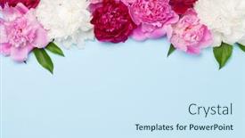  Presentation with peony - Audience pleasing PPT theme consisting of colorful-pink-white-and-purple backdrop and a sky blue colored foreground