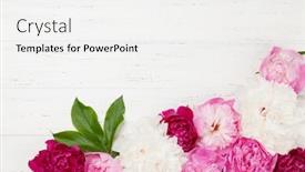  Presentation with peony - PPT theme enhanced with colorful-pink-white-and-purple background and a white colored foreground