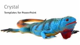  Presentation with isolation - Audience pleasing presentation theme consisting of colorful-plastic-toy-lizard-isolation backdrop and a white colored foreground