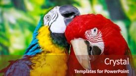  Presentation with parrots - Audience pleasing presentation theme consisting of colorful portrait of parrots backdrop and a tawny brown colored foreground