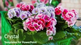  Presentation with colorful - Colorful presentation theme enhanced with colorful primroses backdrop and a  colored foreground