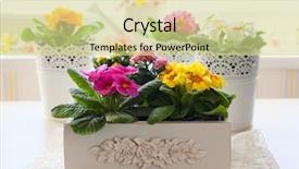  Presentation with colorful flower - Presentation theme enhanced with colorful primula flowers in pot background and a  colored foreground