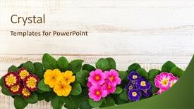  Presentation with flowers - Beautiful PPT layouts featuring colorful primula flowers in pot backdrop and a cream colored foreground