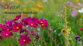  Presentation with cosmos - Amazing PPT theme having colorful-purple-cosmos-flowerbed backdrop and a gold colored foreground