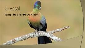  Presentation with south africa - Presentation theme consisting of colorful-purple-crested-turaco-tauraco background and a coral colored foreground