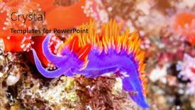  Presentation with spanish food - Slide set enhanced with colorful-purple-nudibranch-called background and a red colored foreground