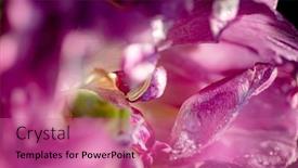  Presentation with tulip drops - PPT theme with colorful-purple-tulip-in-water background and a  colored foreground