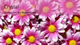  Presentation with purple floral - PPT theme enhanced with colorful purple white yellow background and a coral colored foreground