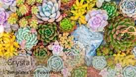  Presentation with succulents - Audience pleasing presentation design consisting of colorful-rectangular-arrangement-of-succulents backdrop and a coral colored foreground