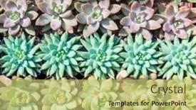  Presentation with succulents - Slide set with colorful-rectangular-arrangement-of-succulents background and a yellow colored foreground