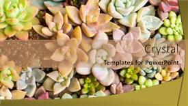  Presentation with succulents - PPT theme having colorful-rectangular-arrangement-of-succulents background and a coral colored foreground