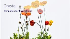  Presentation with poppies - Audience pleasing slide deck consisting of colorful-red-and-yelow-poppies backdrop and a sky blue colored foreground