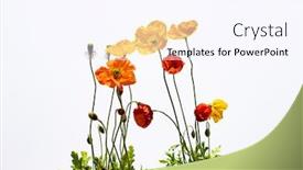  Presentation with poppies - Cool new PPT layouts with colorful-red-and-yelow-poppies backdrop and a sky blue colored foreground
