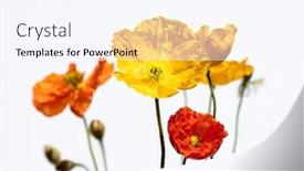  Presentation with poppies - Slide deck enhanced with colorful-red-and-yelow-poppies background and a sky blue colored foreground