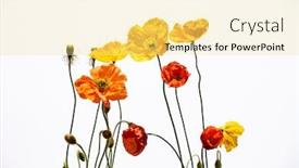  Presentation with poppies - PPT theme with colorful-red-and-yelow-poppies background and a blonde colored foreground