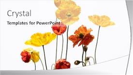  Presentation with poppies - Slide deck having colorful-red-and-yelow-poppies background and a pink colored foreground