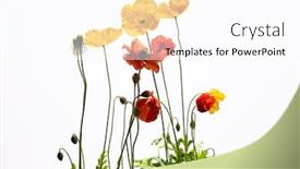 Presentation with poppies - Cool new slide deck with colorful-red-and-yelow-poppies backdrop and a white colored foreground