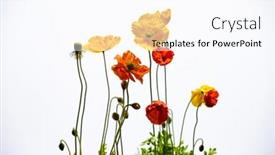  Presentation with poppies - PPT theme enhanced with colorful-red-and-yelow-poppies background and a pink colored foreground