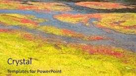  Presentation with azolla - Slide deck featuring colorful red azolla floating background and a yellow colored foreground