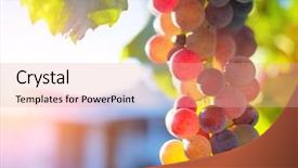  Presentation with grapevine - Slides with colorful ripe grapes on grapevine background and a coral colored foreground