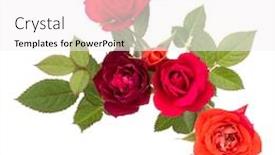 Presentation with rose flower - Slide deck consisting of colorful-rose-flower-bouquet background and a white colored foreground