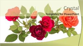  Presentation with rose flower - Slides enhanced with colorful rose flower bouquet with green leaves isolated on white background cutout background and a blonde colored foreground