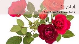  Presentation with rose flower - Slides having colorful-rose-flower-bouquet background and a lemonade colored foreground