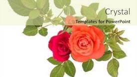  Presentation with rose flower - Slide deck with colorful rose flower bouquet with green leaves isolated on white background cutout background and a blonde colored foreground