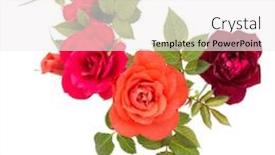 Presentation with colorful flower - Cool new PPT layouts with colorful rose flower bouquet with green leaves isolated on white background cutout backdrop and a white colored foreground