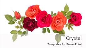  Presentation with colorful flower - PPT theme enhanced with colorful rose flower bouquet with green leaves isolated on white background cutout background and a white colored foreground
