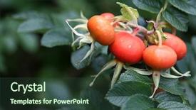  Presentation with august - Presentation design featuring colorful rose hip in august background and a tawny brown colored foreground