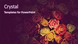  Presentation with valentines - Colorful PPT theme enhanced with colorful roses background beautiful high quality good for holidays valentines's gift backdrop and a wine colored foreground