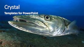  Presentation with sea animals - PPT theme consisting of colorful sea animals - great barracuda fish background and a teal colored foreground