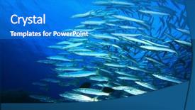  Presentation with underwater - Slide deck featuring colorful sea animals - underwater image of school background and a teal colored foreground