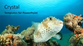  Presentation with puffer - PPT layouts featuring your target with top background and a tawny brown colored foreground