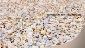  Presentation with sea shell - Slide set consisting of colorful-sea-shell-background background and a soft green colored foreground