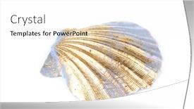  Presentation with seashell - PPT layouts with colorful-seashell-isolated-on-white background and a white colored foreground