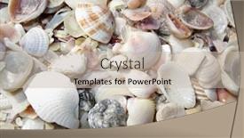  Presentation with florida beach - Amazing PPT theme having colorful-seashells-at-sunny-florida backdrop and a soft green colored foreground