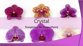  Presentation with orchid - Presentation theme with colorful set of macro of orchid collection background and a lilac colored foreground