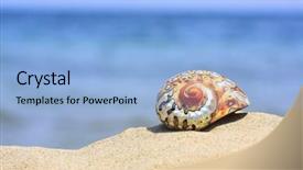  Presentation with shell - Presentation theme enhanced with colorful shell on sandy tropical beach background and a light blue colored foreground