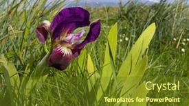  Presentation with iris flower - PPT layouts with colorful-sicilian-iris-flower background and a tawny brown colored foreground