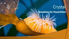  Presentation with colorful - Slides enhanced with colorful-small-proliferating-anemone-attached background and a ocean colored foreground