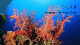  Presentation with sea coral - Theme with colorful soft coral in the red sea background and a cyan colored foreground