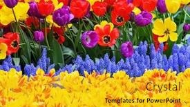  Presentation with purple spring - Presentation theme enhanced with colorful spring background red yellow and purple tulips blue hyacinth garden close-up bright vivid colors background and a gold colored foreground