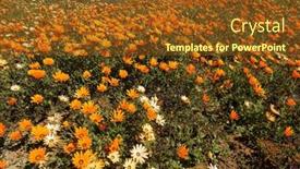  Presentation with africa - Theme featuring colorful-spring-blooming-namaqualand-daisies background and a tawny brown colored foreground