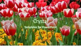  Presentation with cherry blossoms in full bloom - Audience pleasing theme consisting of colorful spring flowers in full backdrop and a  colored foreground