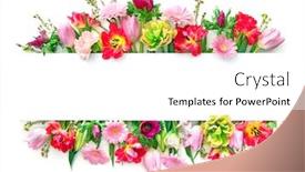  Presentation with white flowers - Presentation design consisting of colorful-spring-flowers-isolated background and a white colored foreground