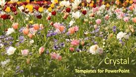  Presentation with gardens - Slides with colorful-spring-flowers background and a tawny brown colored foreground