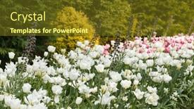  Presentation with gardens - PPT theme having colorful-spring-flowers background and a tawny brown colored foreground